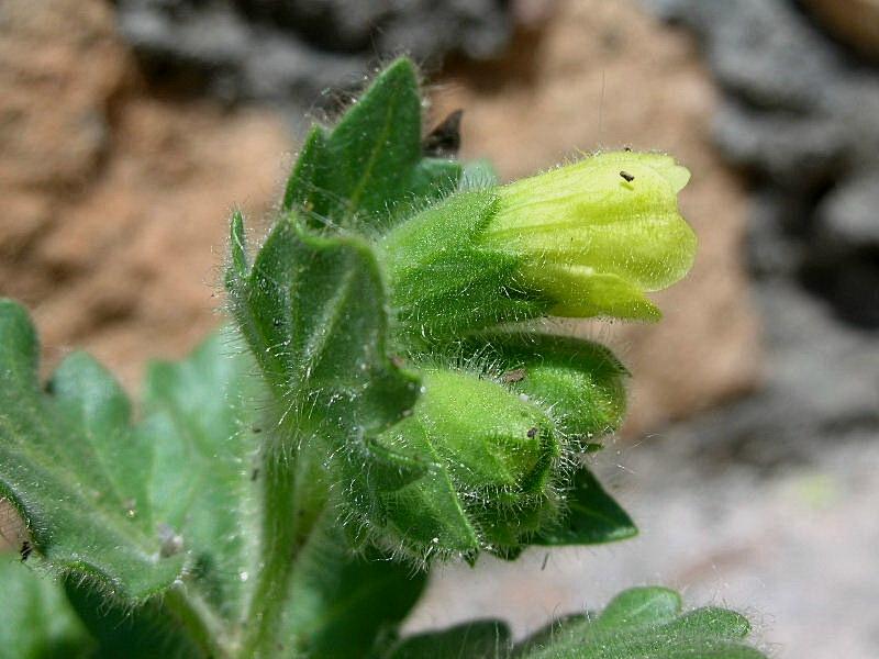 Hyoscyamus albus / Giusquiamo bianco